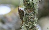 Eurasian Treecreeper